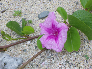 砂浜の花